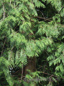Pine – a wondrous resource!