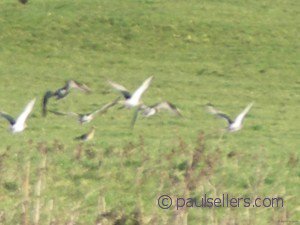 Curlews calling  below Penrhyn Castle