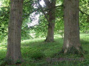 Of riven oak