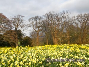 Daffodils ville