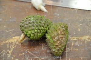 Life in a Pine Cone – Hedgehogs in the Making